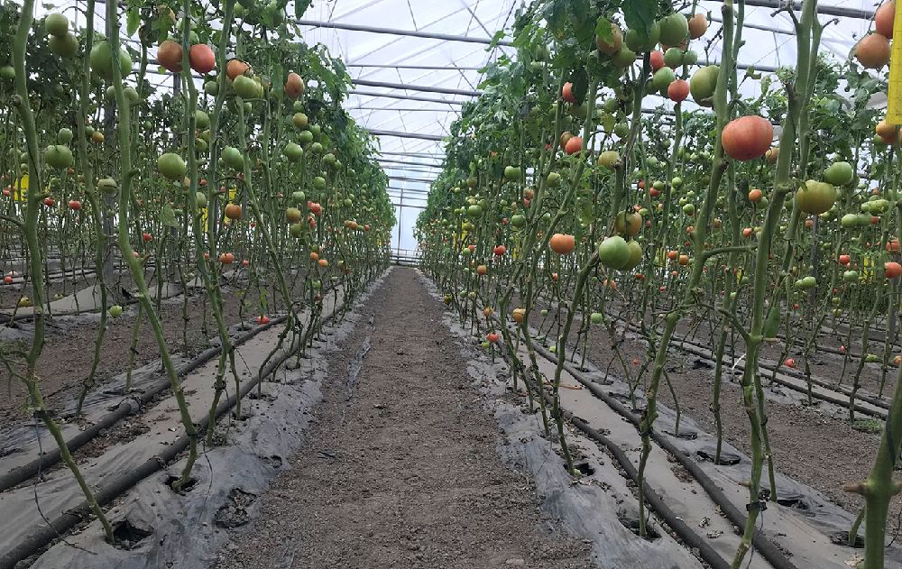 Furtun geopla incalzire solar cu teav pexal apa calda